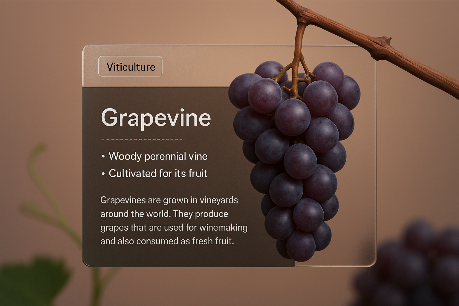 Elegant Grapevine Design for Web Page Layout
