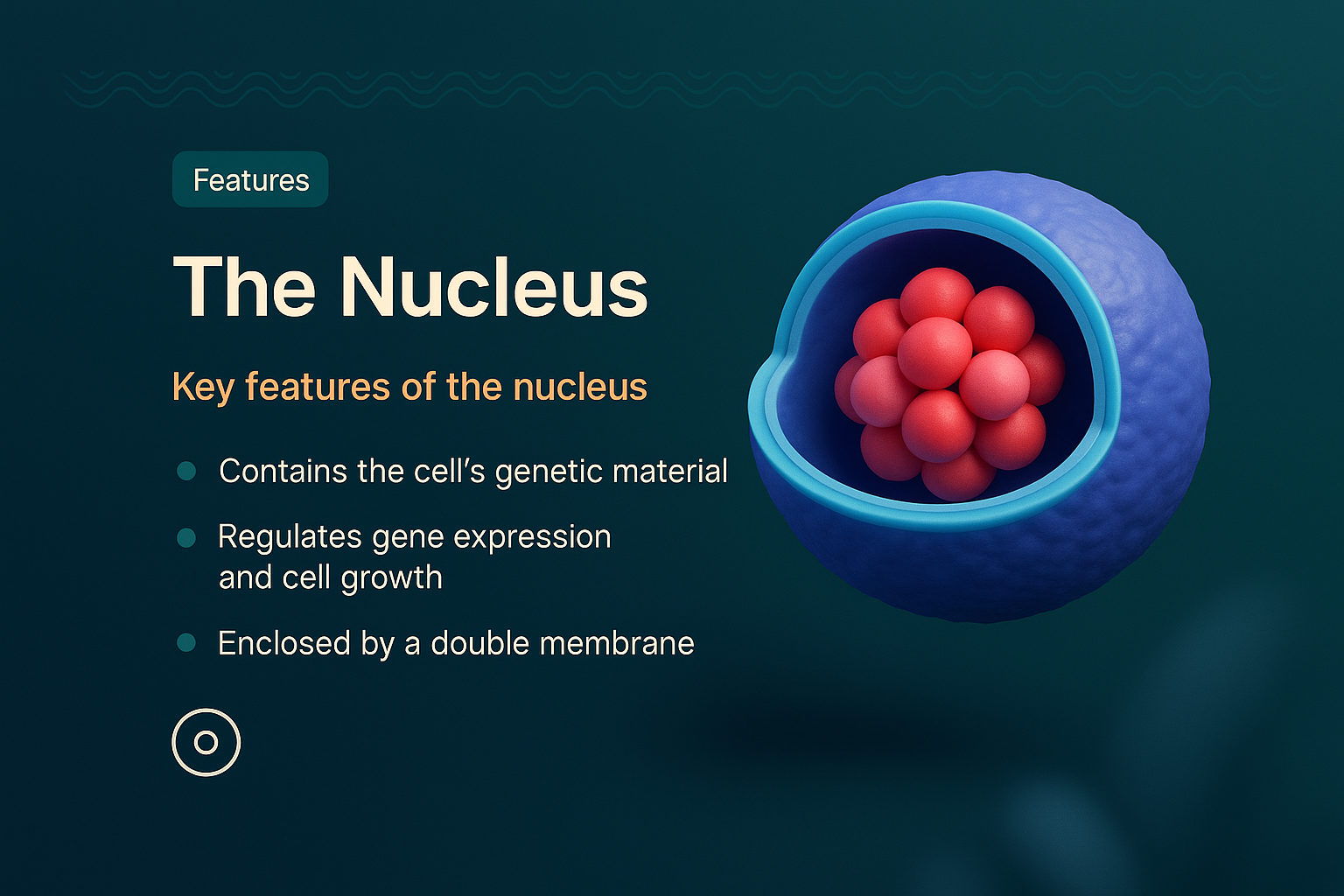 3D Illustration of the Nucleus with Features Explained