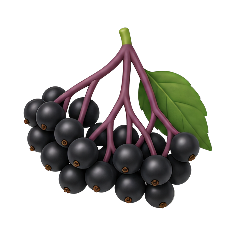 fresh elderberry cluster