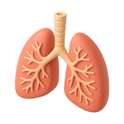 3D Lungs Icon with Bronchial Branches in Isometric View
