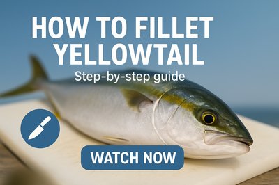Instructional Graphic for Filleting Yellowtail Fish