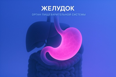 Glowing Neon Stomach Composition