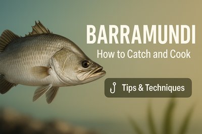 Educational Graphic on Catching and Cooking Barramundi