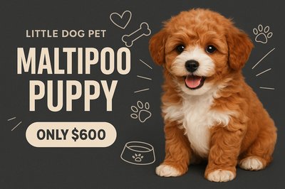Charming Maltipoo Puppy Portrait for Pet Advertisement