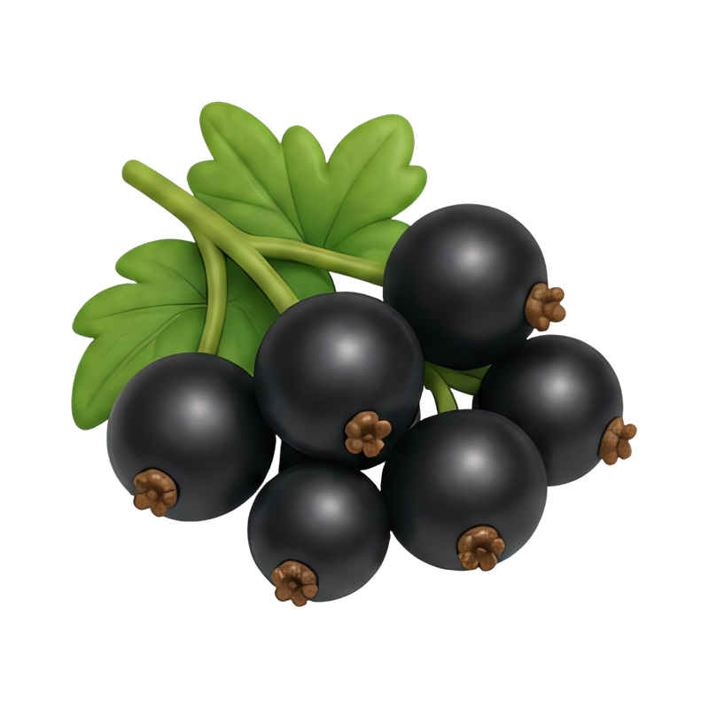 fresh black currant cluster
