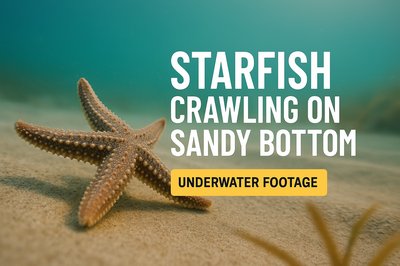 Underwater Scene Featuring Starfish on Sandy Ocean Floor