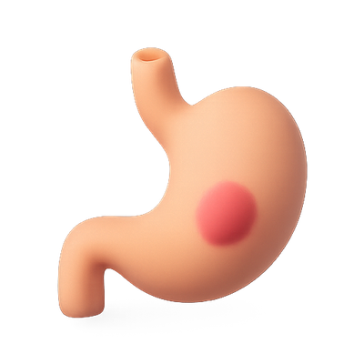 Stylized 3D Model of Human Stomach for Educational Purposes