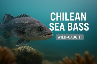 Underwater Image of Chilean Sea Bass with Informative Overlay