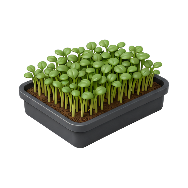fresh microgreens in a tray