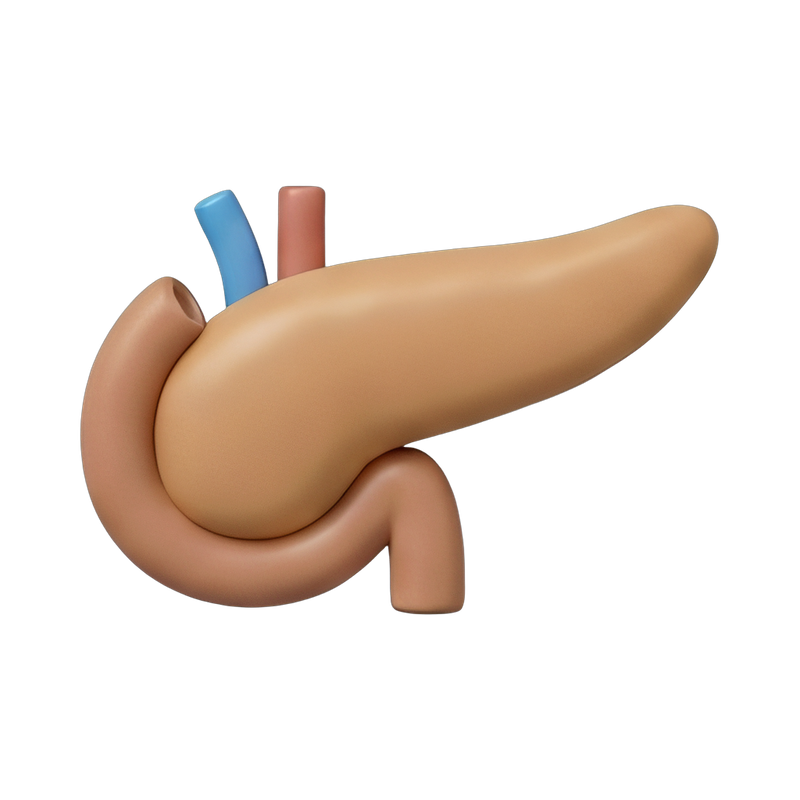 Detailed pancreas anatomy illustration