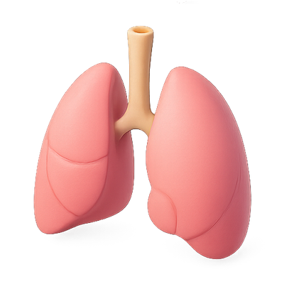 Anatomical Model of Human Lungs for Educational Use