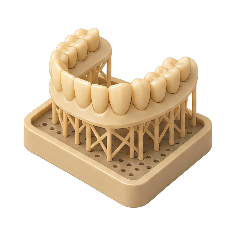 3D printed dental model display