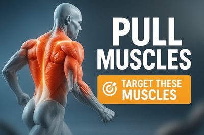 Illustration of Pull Muscles with Anatomical Highlights