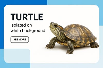 Modern Corporate Turtle Design with Clear Typography
