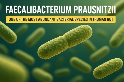 3D Illustration of Faecalibacterium Prausnitzii Bacteria