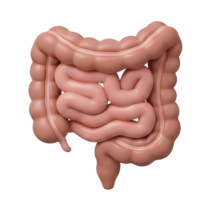 coiled intestines anatomical model
