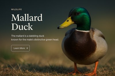 Stylish Web Page Design Featuring Mallard Duck