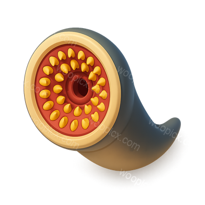 Abstract Illustration of a Spiral Shell with Seeds