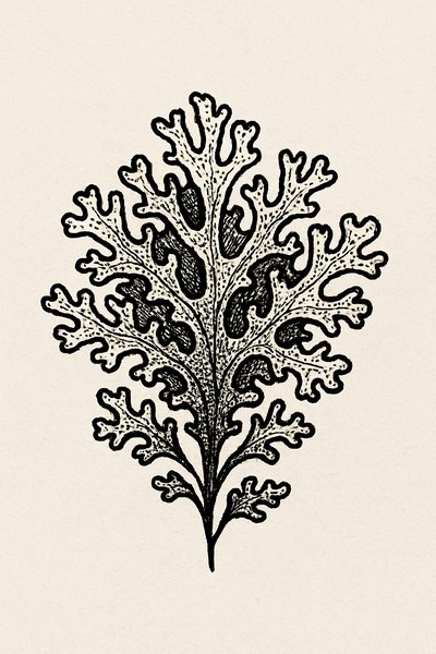 Detailed Illustration of a Leaf with Intricate Patterns