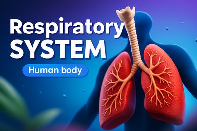 Dynamic 3D Illustration of the Human Respiratory System