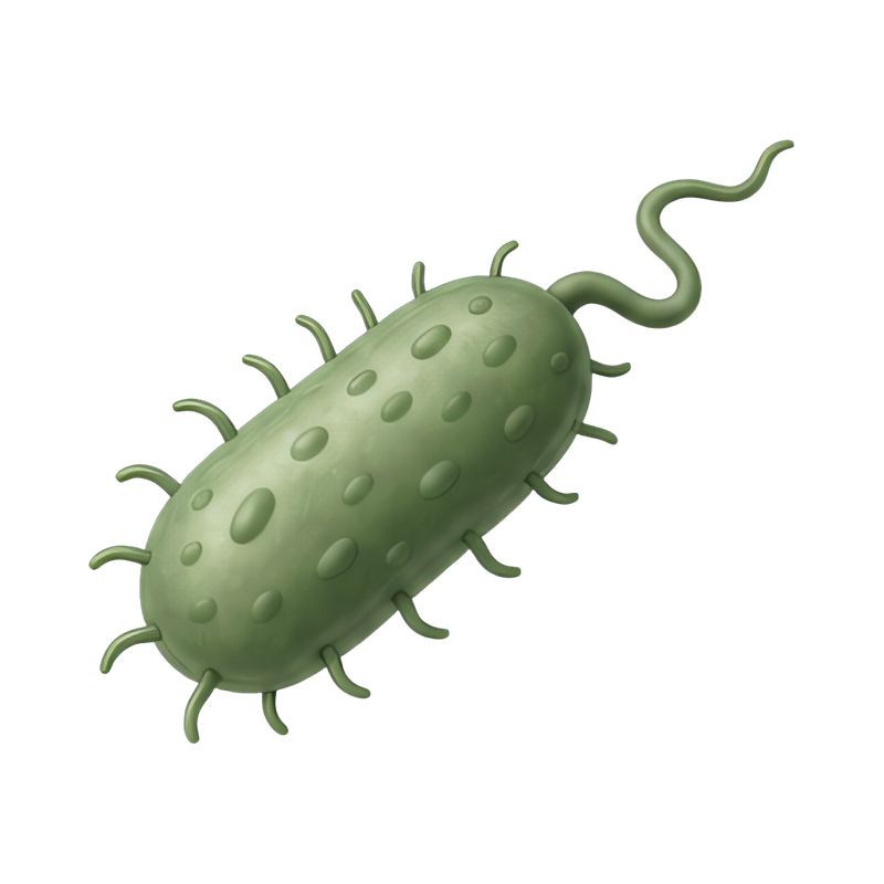 Rod-shaped bacteria with flagellum