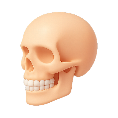 3D Rendered Human Skull Model for Educational Use
