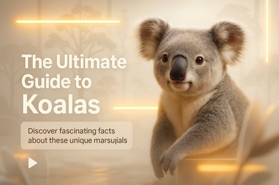 Informative Guide on Koalas Featuring Engaging Visuals
