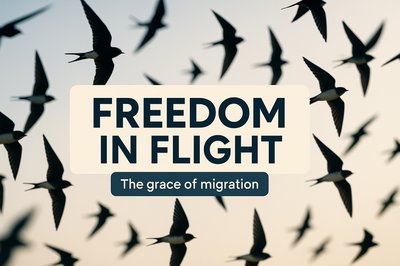 Inspirational Graphic Depicting Birds in Flight Symbolizing Freedom