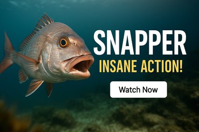 Dynamic Underwater Fish Action Promotional Graphic