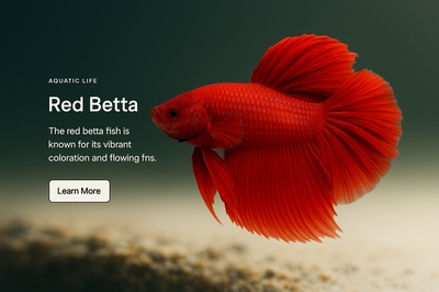 Stylish Web Design Featuring Red Betta Fish