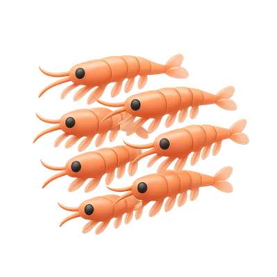 Illustration of Orange Shrimp Group