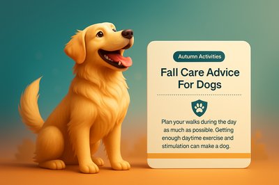 Happy Golden Retriever in Autumn with Care Advice for Dogs