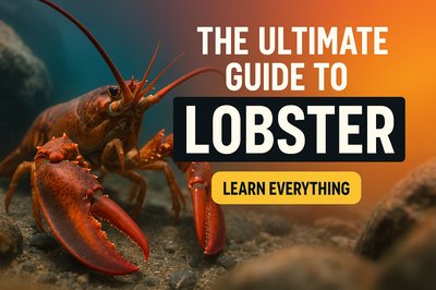 Educational Guide to Lobsters with Engaging Visuals