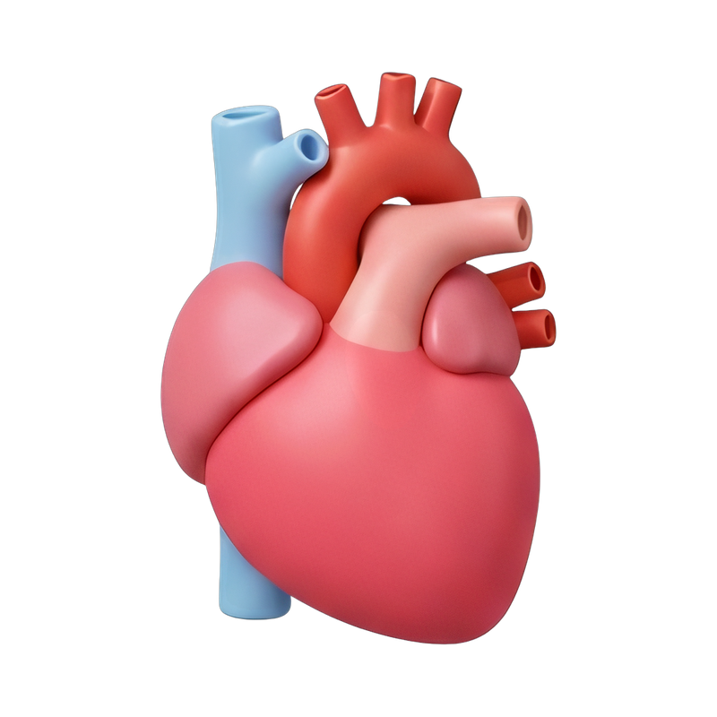 heart anatomy with major vessels