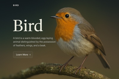 Stylish Bird Illustration in High Resolution for Web Page