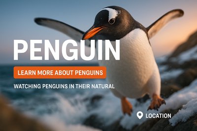 Informative Wildlife Graphic Featuring Penguins in Natural Habitat