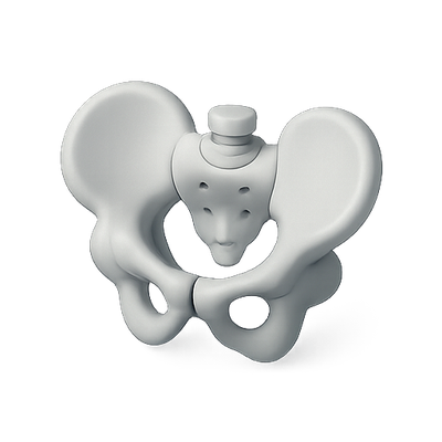 Stylized Anatomical Model of a Human Pelvis