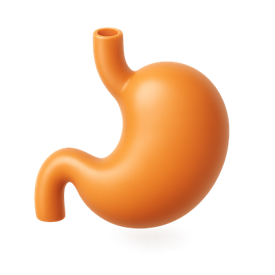 Stylized 3D Stomach Icon with Volumetric Effect