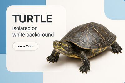 Modern Corporate Turtle Design with Clear Typography
