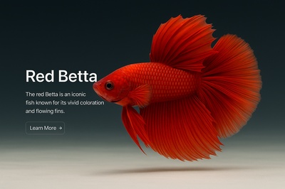 Stylish Web Design Featuring a Red Betta Fish
