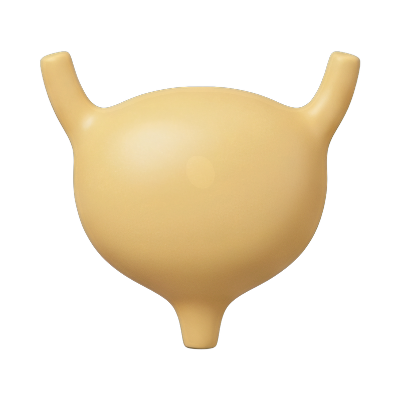 Anatomical bladder illustration