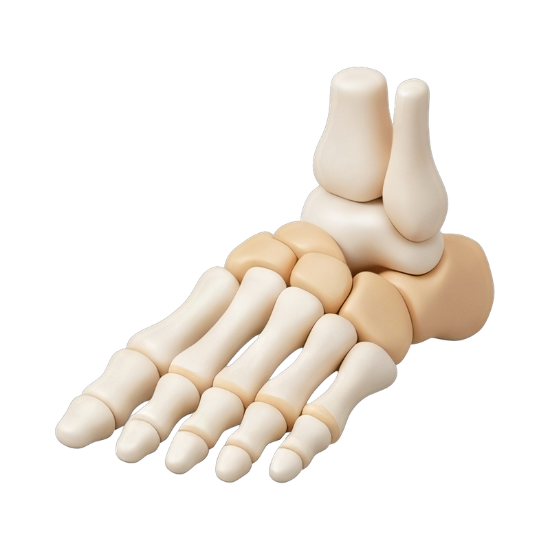 detailed foot bone model