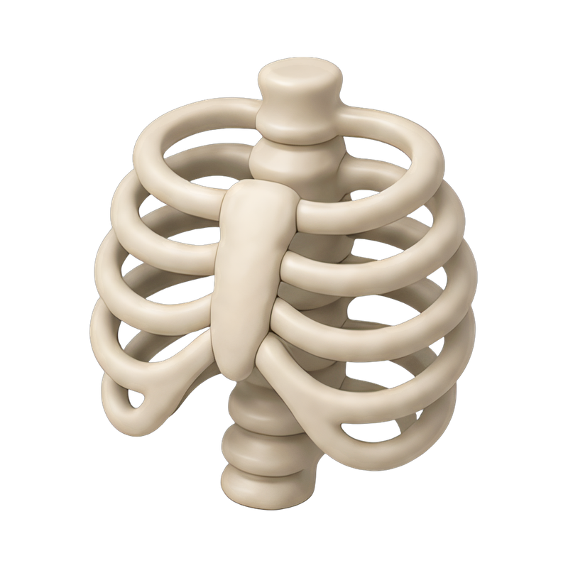 human rib cage anatomy