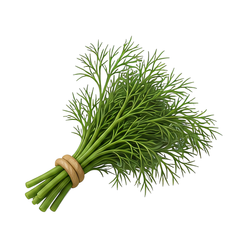 fresh dill fronds bouquet