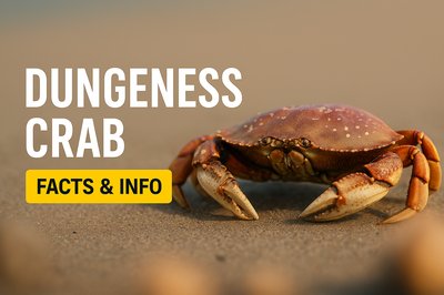 Informative Graphic on Dungeness Crab Featuring Close-Up Photography