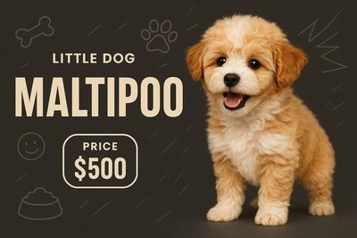 Charming Maltipoo Puppy Portrait for Advertisement