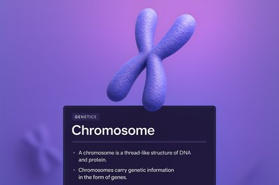 3D Chromosome Design with Informative Block