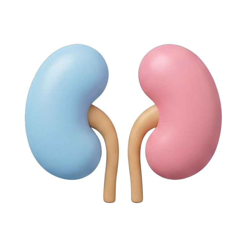 human kidney anatomy illustration