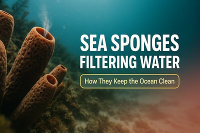 Informative Image on Sea Sponges and Water Filtration