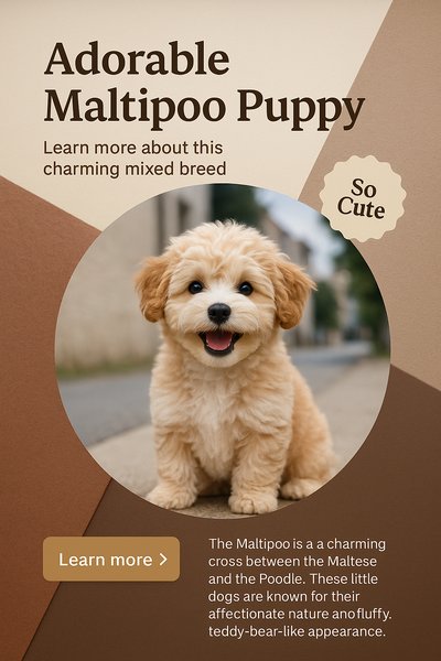 Adorable Maltipoo Puppy Smiling in a Stylish Design